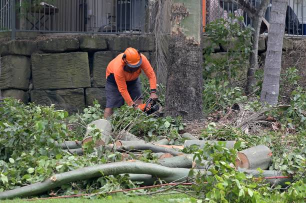 Trusted Lucasville, OH Tree Services Experts